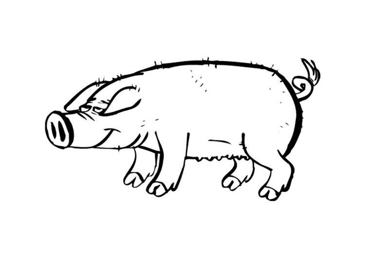 Disegno da colorare: Scrofa (Animali) #3693 - Pagine da Colorare Stampabili Gratuite