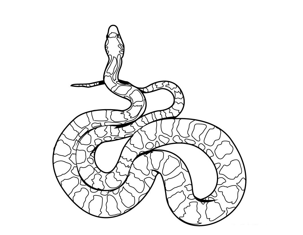 Disegno da colorare: Serpente (Animali) #14337 - Pagine da Colorare Stampabili Gratuite