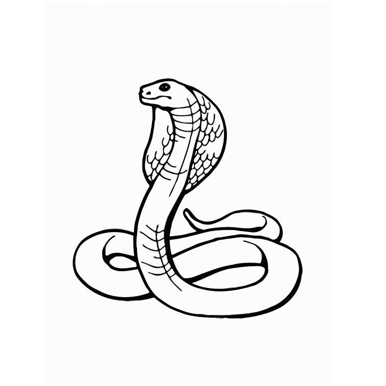 Disegno da colorare: Serpente (Animali) #14341 - Pagine da Colorare Stampabili Gratuite