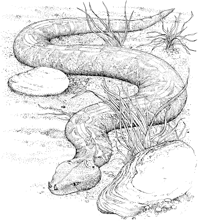 Disegno da colorare: Serpente (Animali) #14355 - Pagine da Colorare Stampabili Gratuite