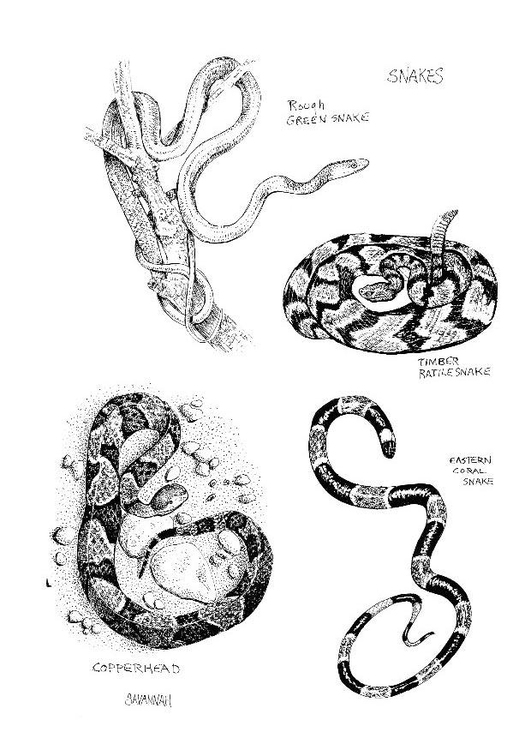 Disegno da colorare: Serpente (Animali) #14398 - Pagine da Colorare Stampabili Gratuite