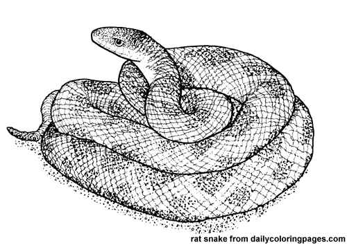 Disegno da colorare: Serpente (Animali) #14428 - Pagine da Colorare Stampabili Gratuite