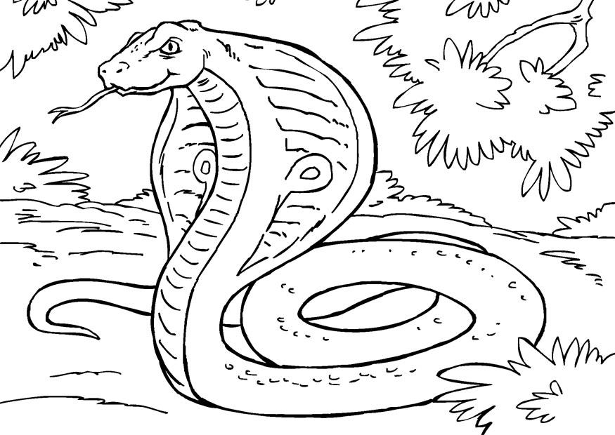 Disegno da colorare: Serpente (Animali) #14445 - Pagine da Colorare Stampabili Gratuite
