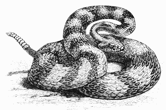 Disegno da colorare: Serpente (Animali) #14454 - Pagine da Colorare Stampabili Gratuite