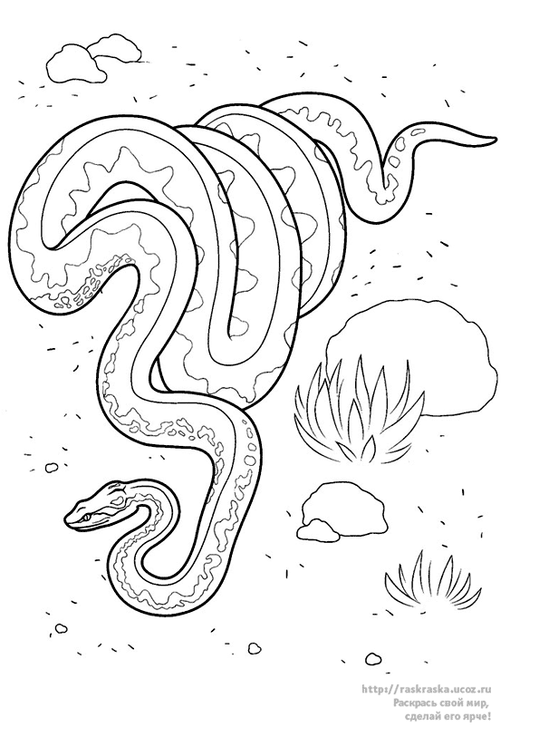 Disegno da colorare: Serpente (Animali) #14529 - Pagine da Colorare Stampabili Gratuite