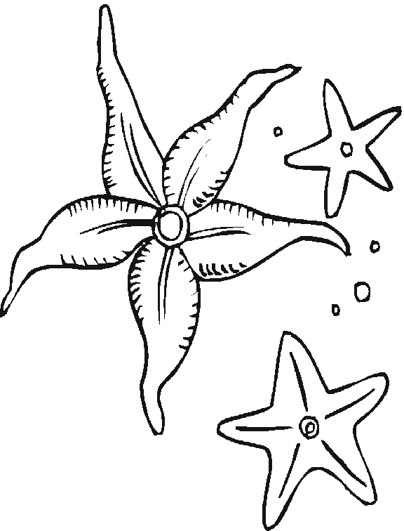 Disegno da colorare: Stella marina (Animali) #6709 - Pagine da Colorare Stampabili Gratuite