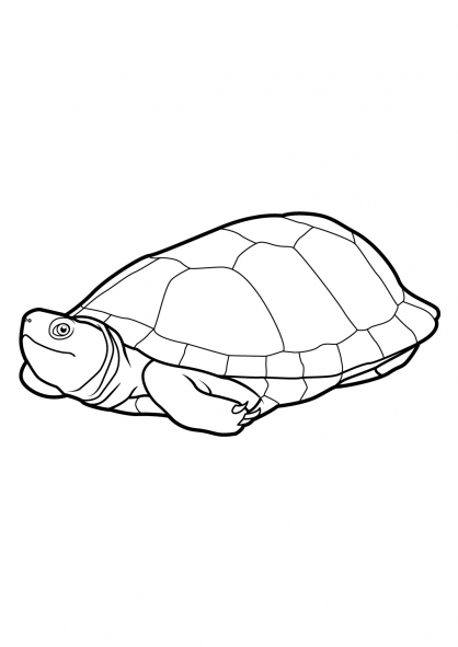 Disegno da colorare: Tartaruga (Animali) #13405 - Pagine da Colorare Stampabili Gratuite