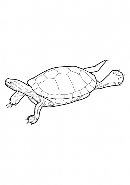 Disegno da colorare: Tartaruga (Animali) #13417 - Pagine da Colorare Stampabili Gratuite