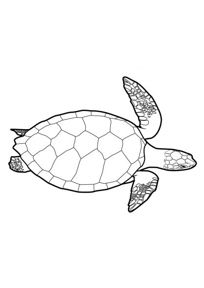 Disegno da colorare: Tartaruga (Animali) #13421 - Pagine da Colorare Stampabili Gratuite