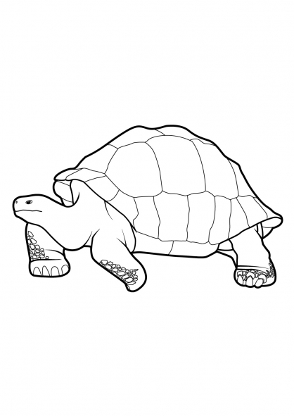 Disegno da colorare: Tartaruga (Animali) #13424 - Pagine da Colorare Stampabili Gratuite