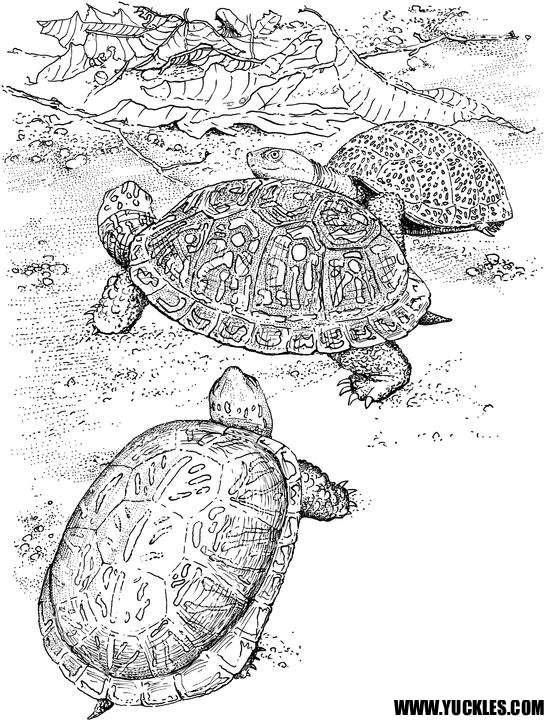 Disegno da colorare: Tartaruga (Animali) #13470 - Pagine da Colorare Stampabili Gratuite