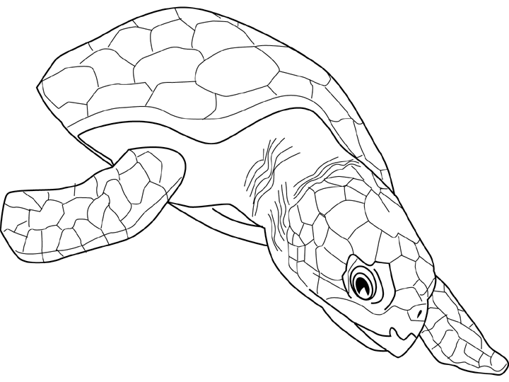 Disegno da colorare: Tartaruga (Animali) #13473 - Pagine da Colorare Stampabili Gratuite