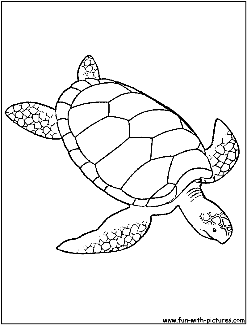 Disegno da colorare: Tartaruga (Animali) #13485 - Pagine da Colorare Stampabili Gratuite