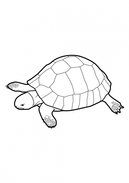Disegno da colorare: Tartaruga (Animali) #13538 - Pagine da Colorare Stampabili Gratuite