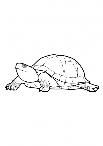 Disegno da colorare: Tartaruga (Animali) #13545 - Pagine da Colorare Stampabili Gratuite