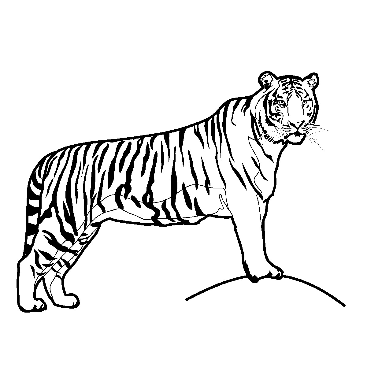 Disegno da colorare: Tigre (Animali) #13587 - Pagine da Colorare Stampabili Gratuite