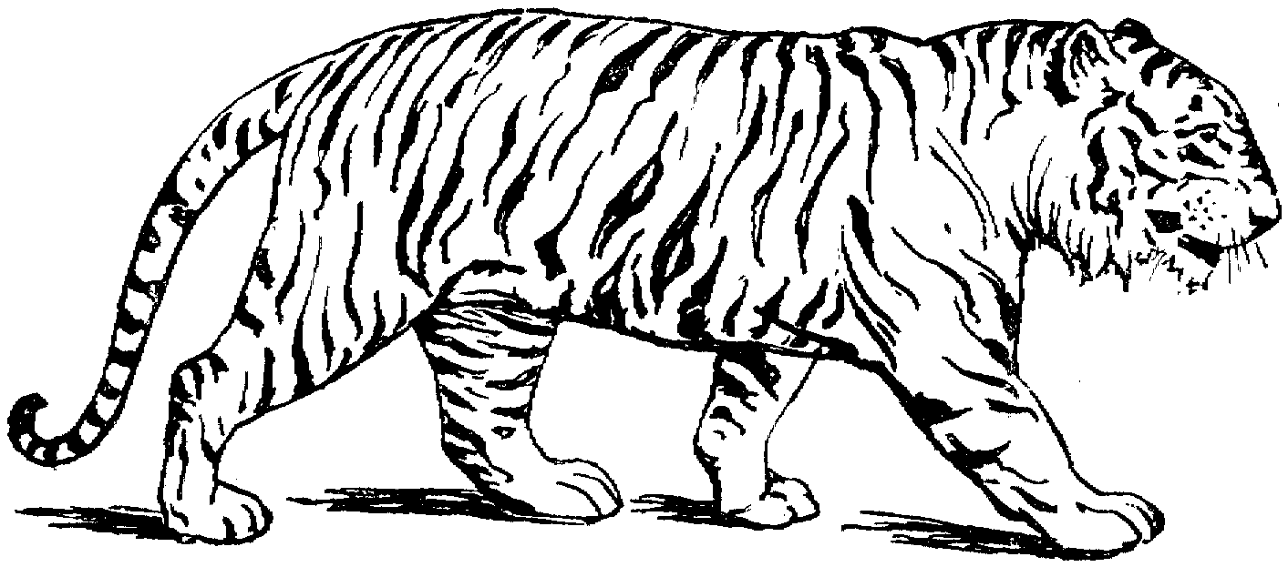 Disegno da colorare: Tigre (Animali) #13588 - Pagine da Colorare Stampabili Gratuite