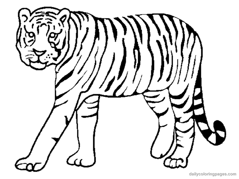 Disegno da colorare: Tigre (Animali) #13591 - Pagine da Colorare Stampabili Gratuite