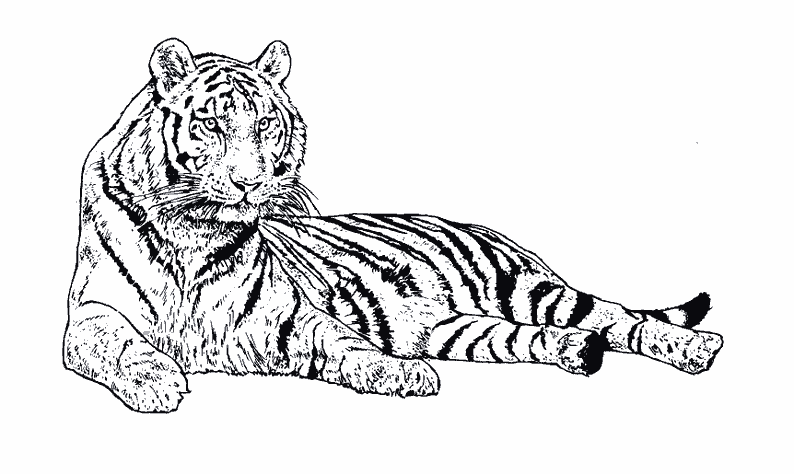 Disegno da colorare: Tigre (Animali) #13607 - Pagine da Colorare Stampabili Gratuite