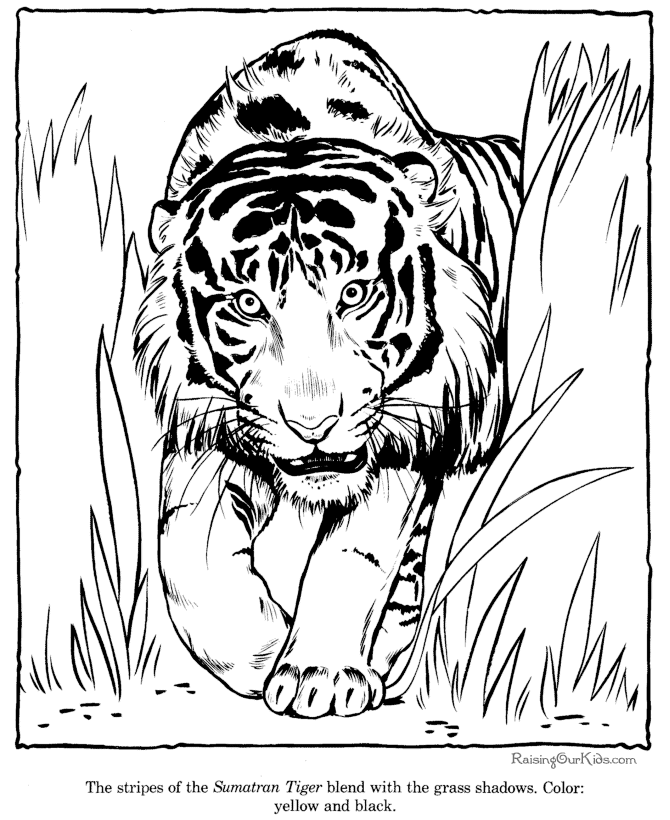 Disegno da colorare: Tigre (Animali) #13664 - Pagine da Colorare Stampabili Gratuite