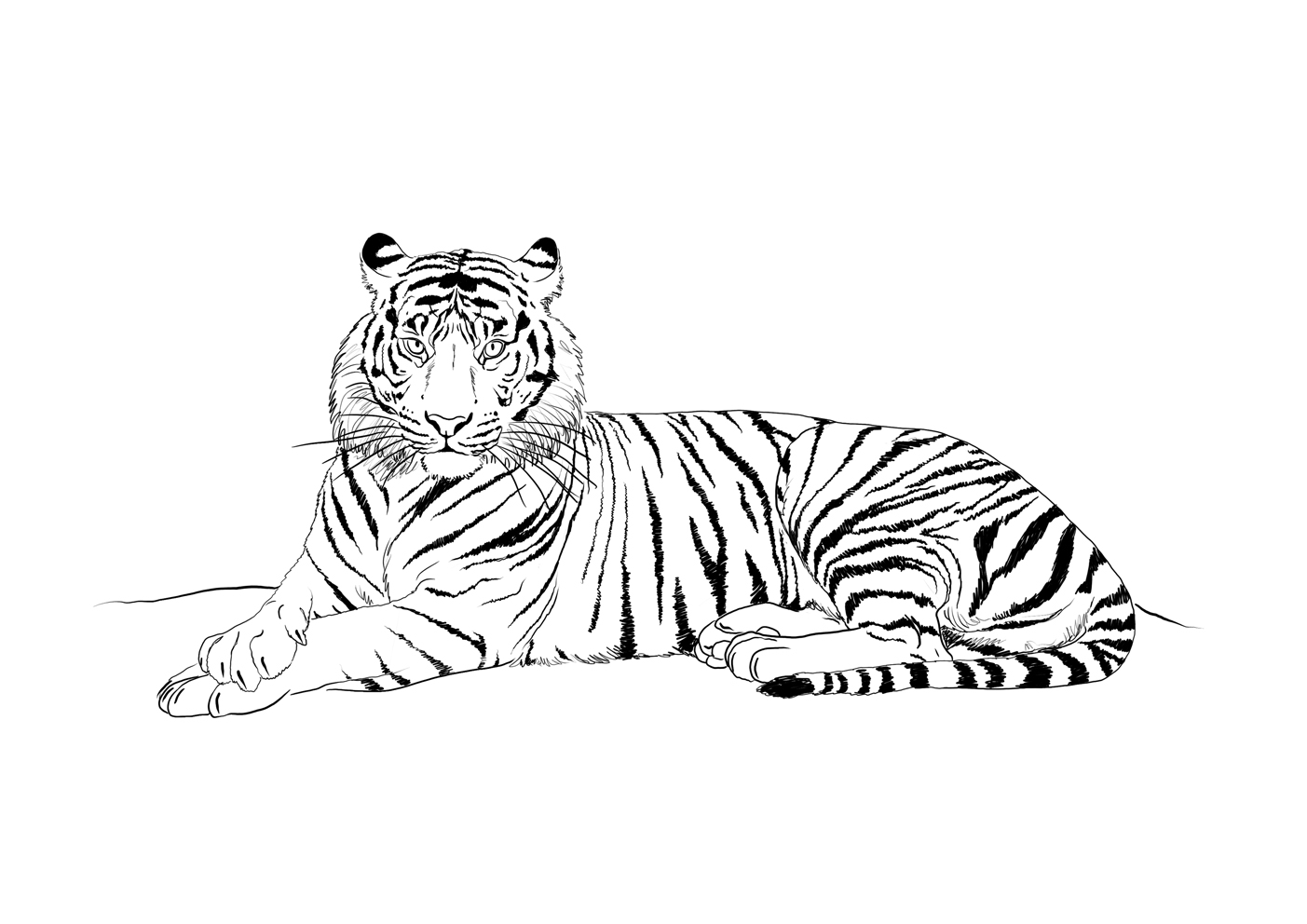 Disegno da colorare: Tigre (Animali) #13676 - Pagine da Colorare Stampabili Gratuite