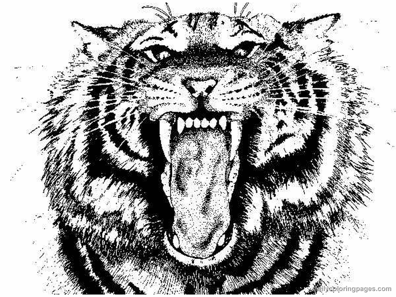 Disegno da colorare: Tigre (Animali) #13679 - Pagine da Colorare Stampabili Gratuite