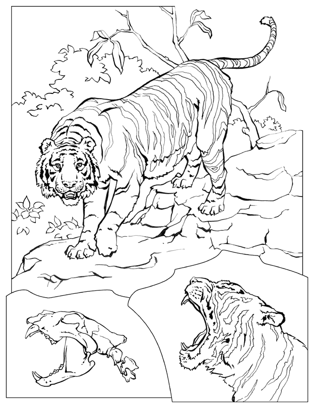 Disegno da colorare: Tigre (Animali) #13683 - Pagine da Colorare Stampabili Gratuite