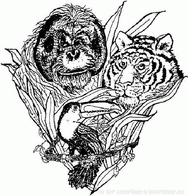 Disegno da colorare: Tigre (Animali) #13756 - Pagine da Colorare Stampabili Gratuite