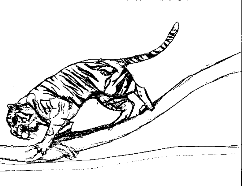 Disegno da colorare: Tigre (Animali) #13760 - Pagine da Colorare Stampabili Gratuite