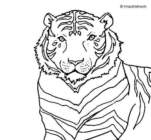 Disegno da colorare: Tigre (Animali) #13772 - Pagine da Colorare Stampabili Gratuite