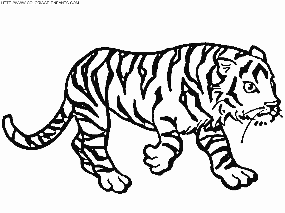 Disegno da colorare: Tigre (Animali) #13781 - Pagine da Colorare Stampabili Gratuite