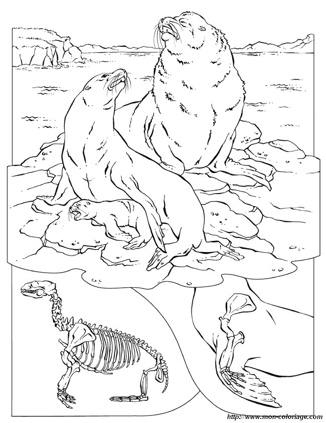 Disegno da colorare: Tricheco (Animali) #16606 - Pagine da Colorare Stampabili Gratuite