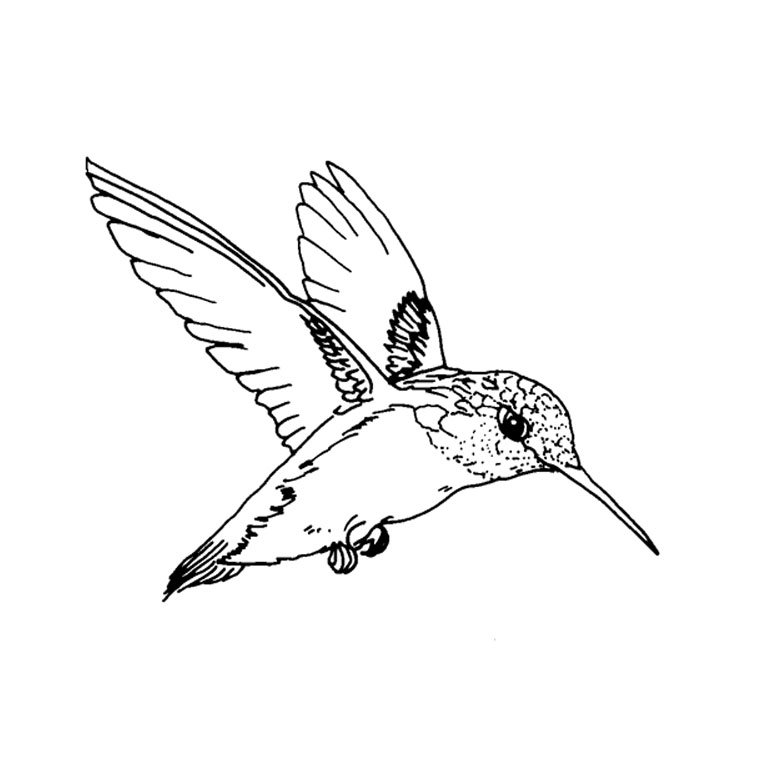 Disegno da colorare: Uccelli (Animali) #11864 - Pagine da Colorare Stampabili Gratuite