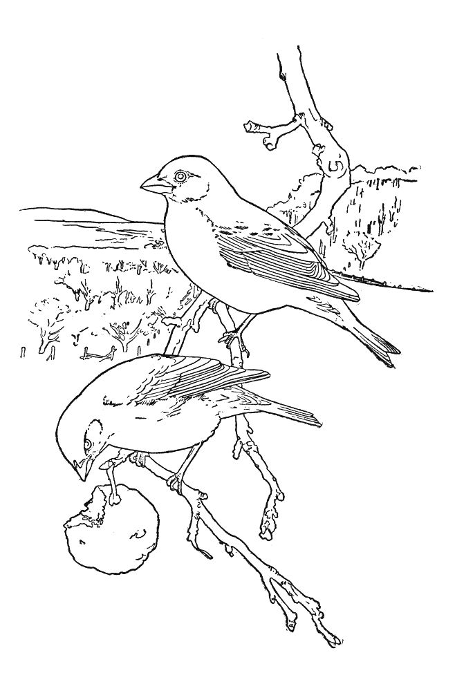 Disegno da colorare: Uccelli (Animali) #11872 - Pagine da Colorare Stampabili Gratuite