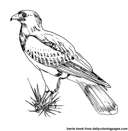 Disegno da colorare: Uccelli (Animali) #11873 - Pagine da Colorare Stampabili Gratuite