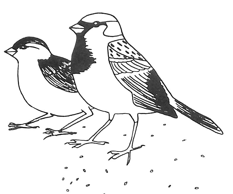 Disegno da colorare: Uccelli (Animali) #11903 - Pagine da Colorare Stampabili Gratuite
