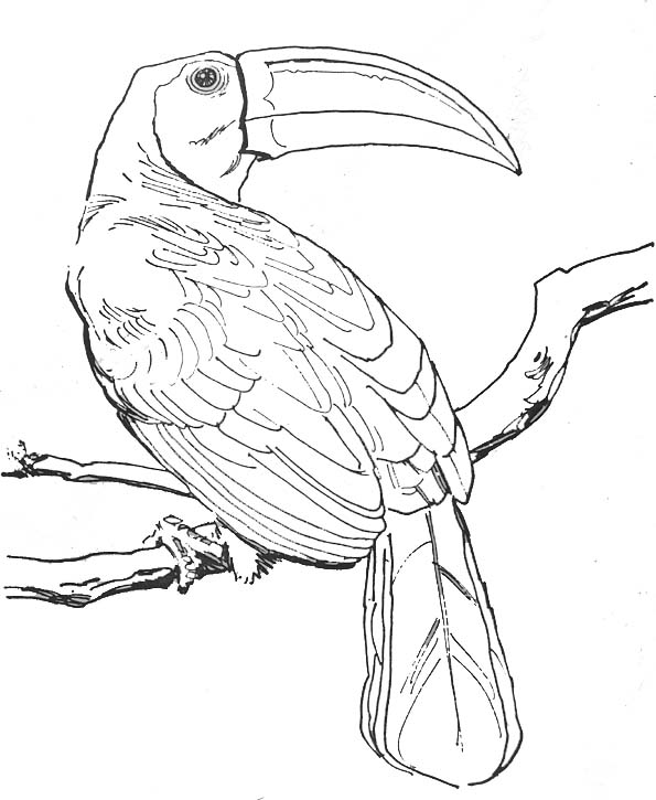 Disegno da colorare: Uccelli (Animali) #11919 - Pagine da Colorare Stampabili Gratuite