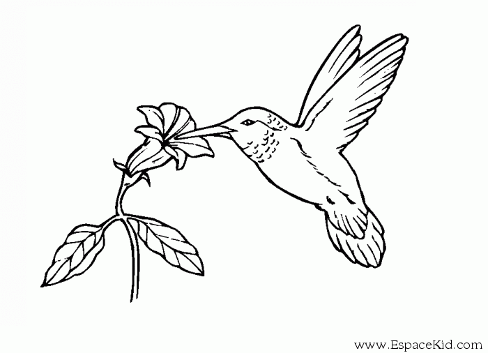 Disegno da colorare: Uccelli (Animali) #11925 - Pagine da Colorare Stampabili Gratuite