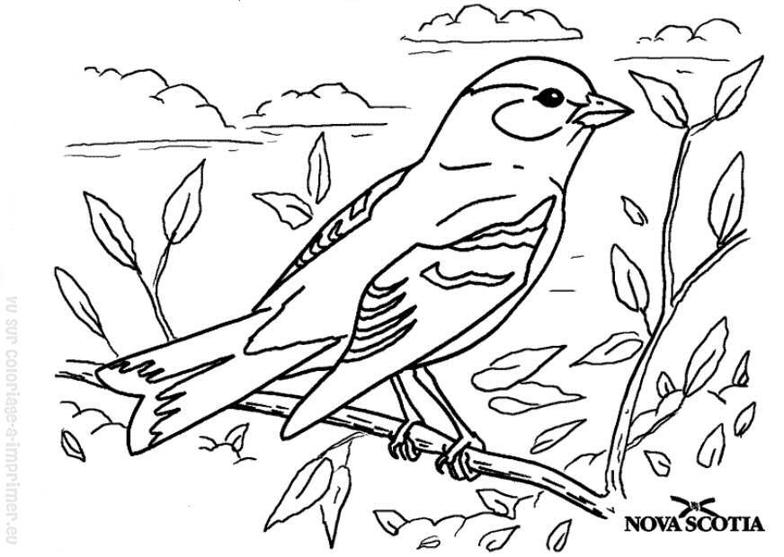 Disegno da colorare: Uccelli (Animali) #11936 - Pagine da Colorare Stampabili Gratuite