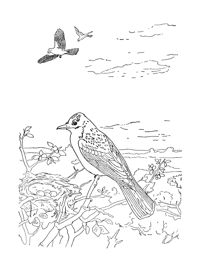 Disegno da colorare: Uccelli (Animali) #11938 - Pagine da Colorare Stampabili Gratuite