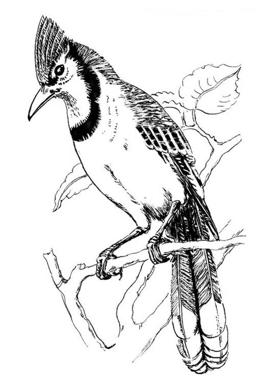 Disegno da colorare: Uccelli (Animali) #11964 - Pagine da Colorare Stampabili Gratuite