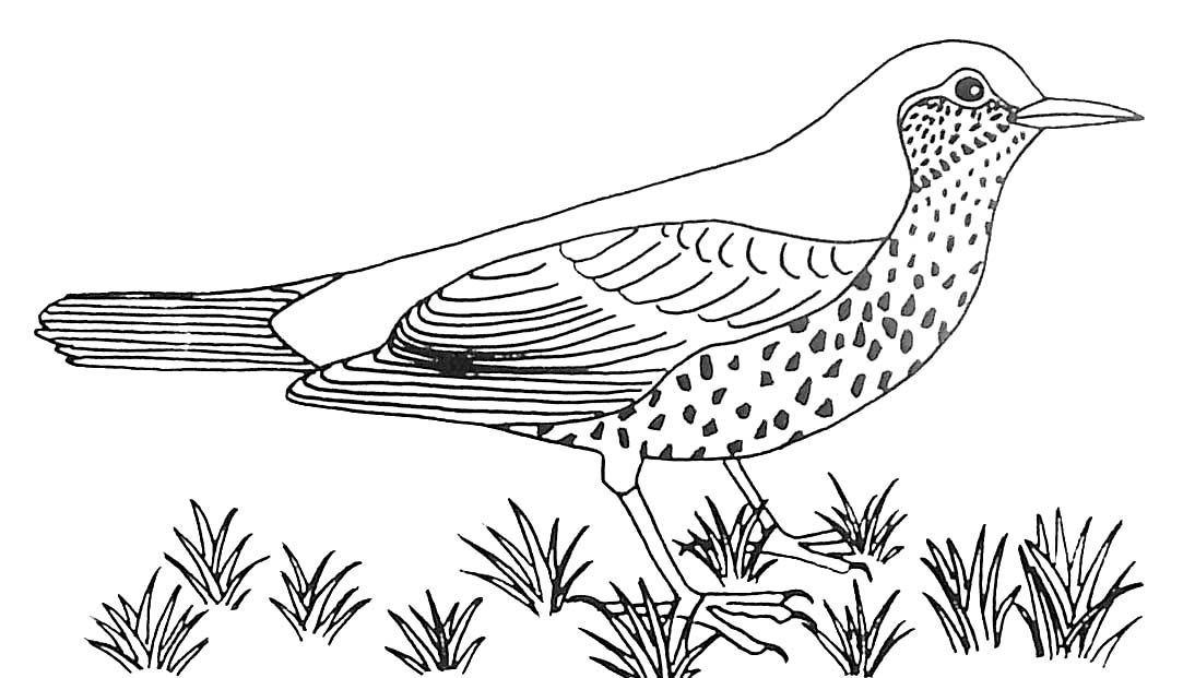 Disegno da colorare: Uccelli (Animali) #11973 - Pagine da Colorare Stampabili Gratuite