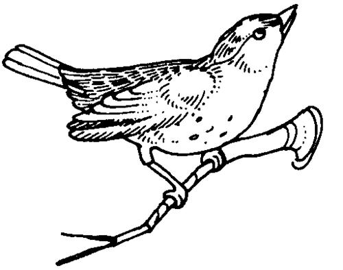 Disegno da colorare: Uccelli (Animali) #11996 - Pagine da Colorare Stampabili Gratuite
