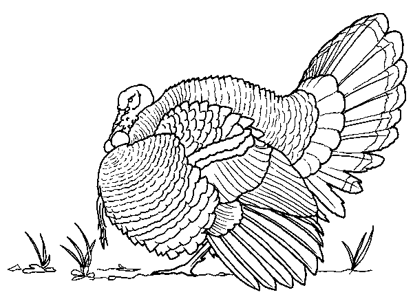 Disegno da colorare: Uccelli (Animali) #12016 - Pagine da Colorare Stampabili Gratuite