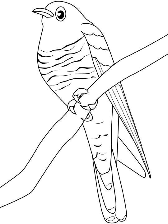 Disegno da colorare: Uccelli (Animali) #12041 - Pagine da Colorare Stampabili Gratuite