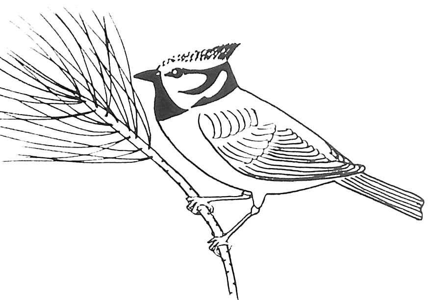 Disegno da colorare: Uccelli (Animali) #12048 - Pagine da Colorare Stampabili Gratuite