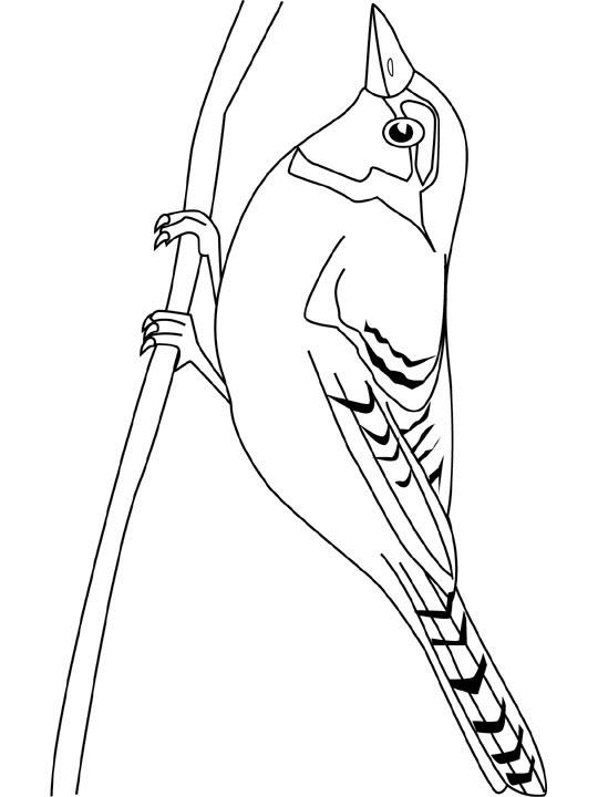 Disegno da colorare: Uccelli (Animali) #12063 - Pagine da Colorare Stampabili Gratuite