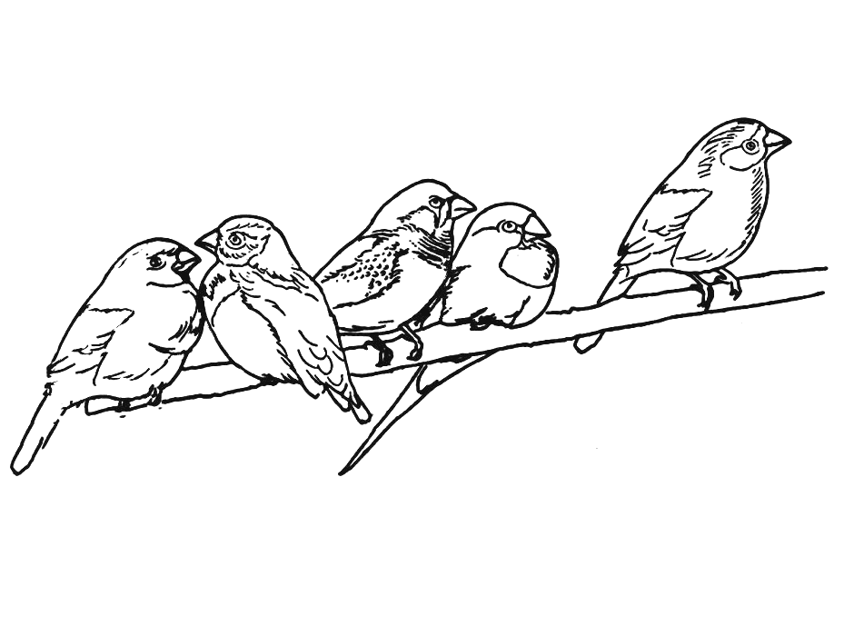 Disegno da colorare: Uccelli (Animali) #12076 - Pagine da Colorare Stampabili Gratuite