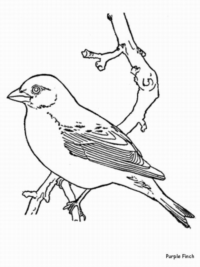 Disegno da colorare: Uccelli (Animali) #12090 - Pagine da Colorare Stampabili Gratuite