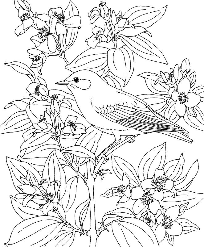 Disegno da colorare: Uccelli (Animali) #12108 - Pagine da Colorare Stampabili Gratuite